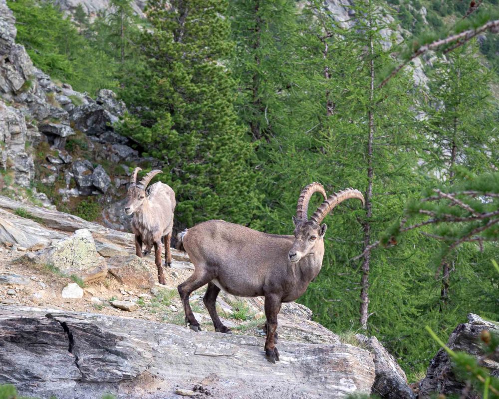 TMB highlights Ibex