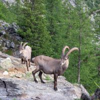 TMB highlights Ibex