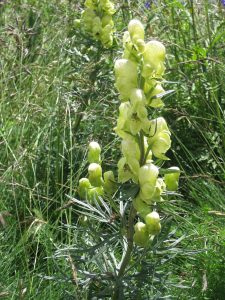 Yellow Monkshood