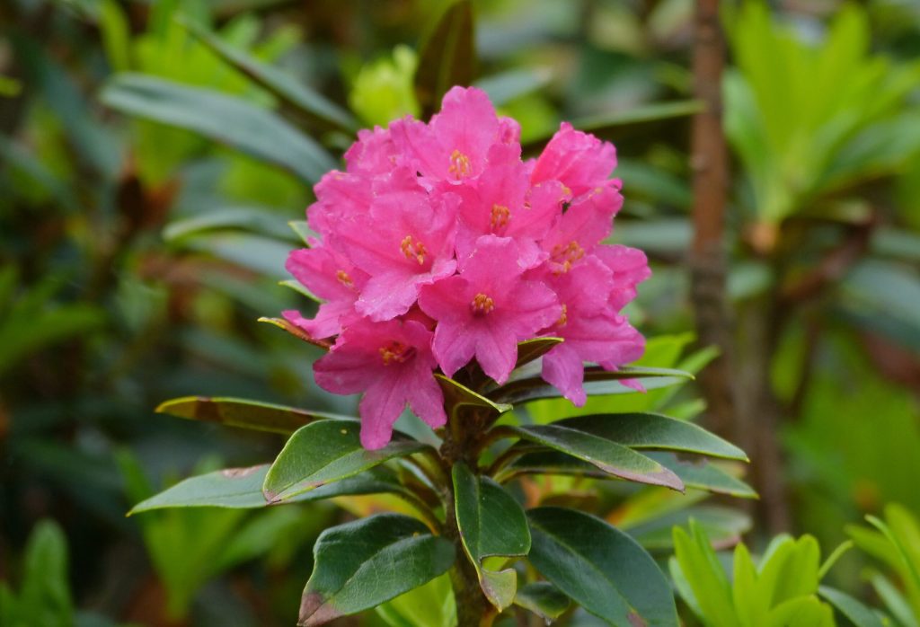 Alpenrose tmb flowers