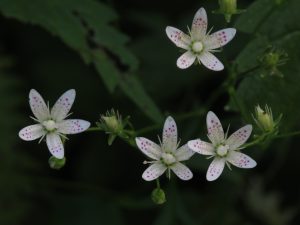 Round-Leaved saxifraga