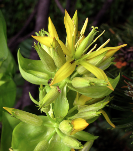 Great Yellow Gentian