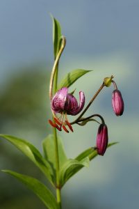 Martagon Lily
