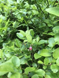 A budding blueberry, below Aiguillette des Posettes. 31/05/23