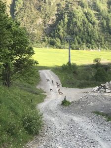 Chamois, just above Le Tour. 31:05:23