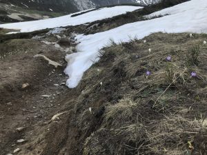 Crocus around Col de Balme, 31/05/23