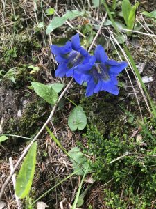 Koch Gentian, TMB alpine flowers
