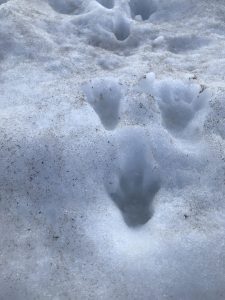 Marmot prints in the snow, below Col de Balme. 31/05/23