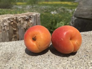 Apricots, with an alpine meadow in the background