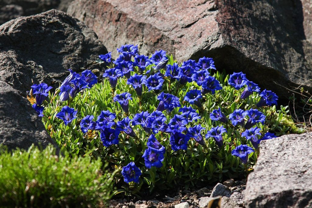 Trumpet Gentians (Gentiana acaulis) TMB Alpine flowers