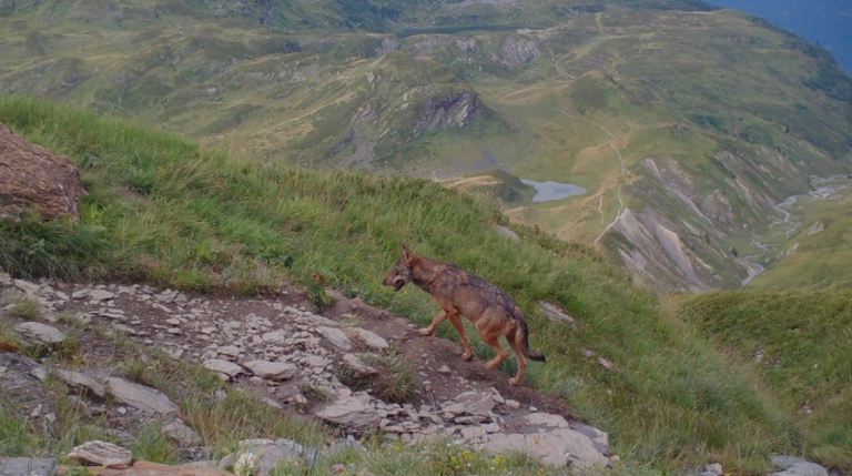 Wolves in Chamonix