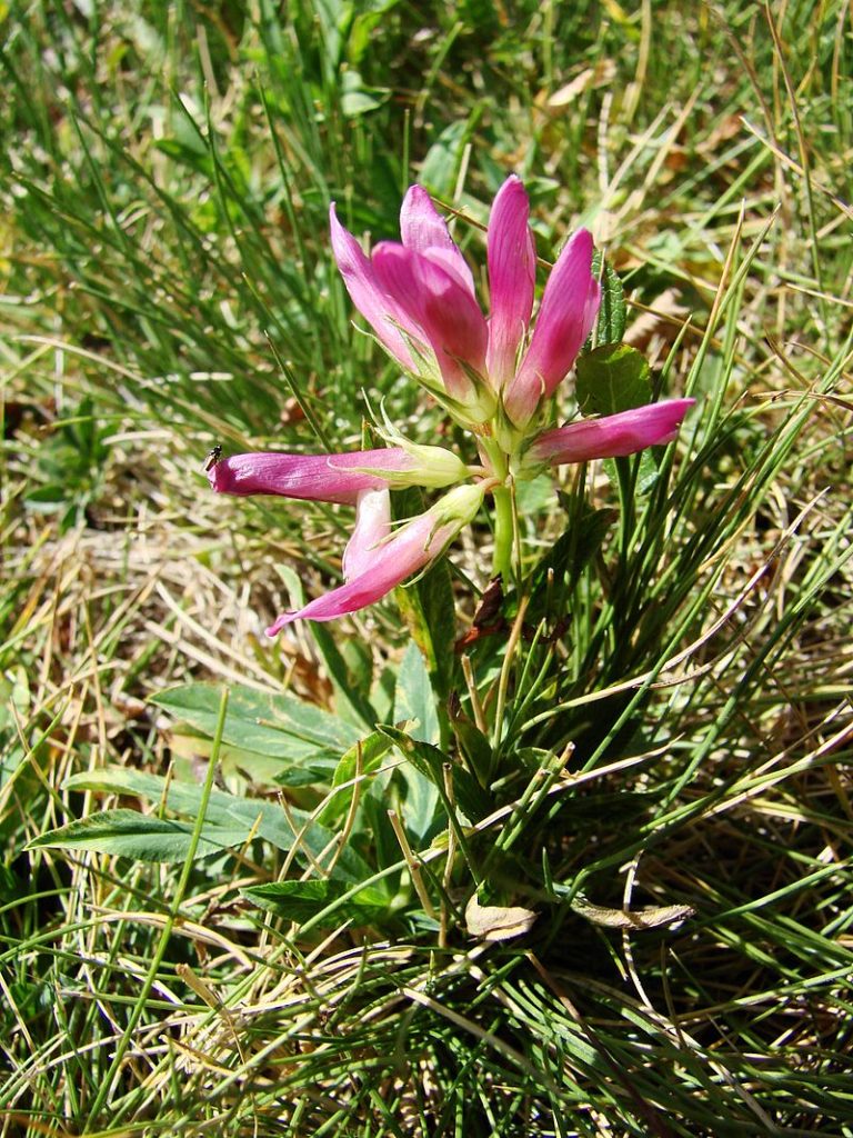 Alpine Clover, TMB alpine flowers.