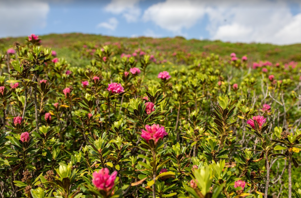Bright magenta Alpenrose flowering on the Tour du Mont Blanc hike