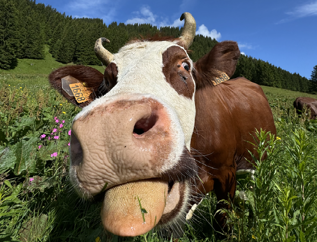 cow licking camera