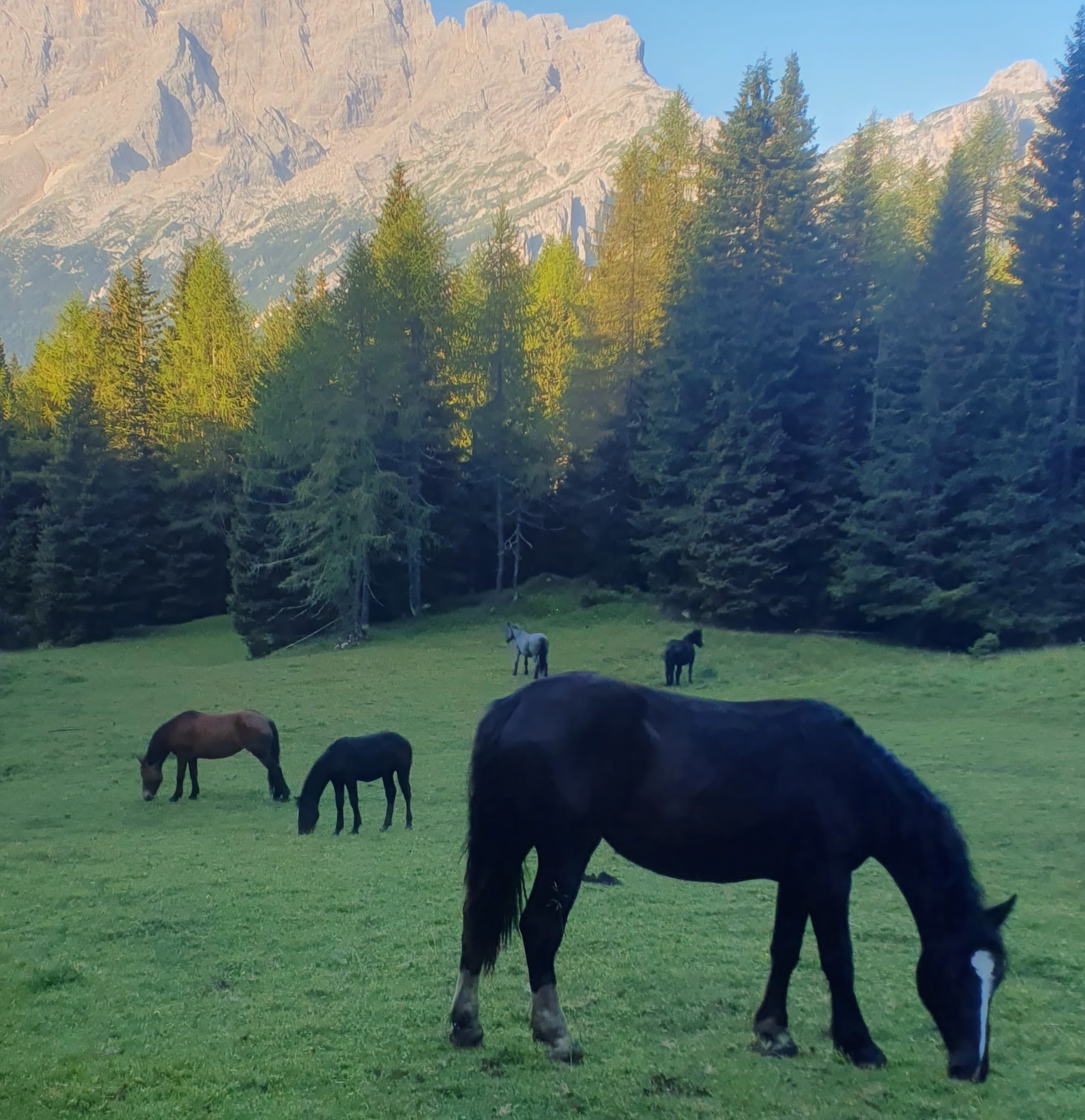 Horses grazing a meadow in morning light with Civetta peaks in the background illuminated by sun on Alta Via 1 of Dolomites hiking trail