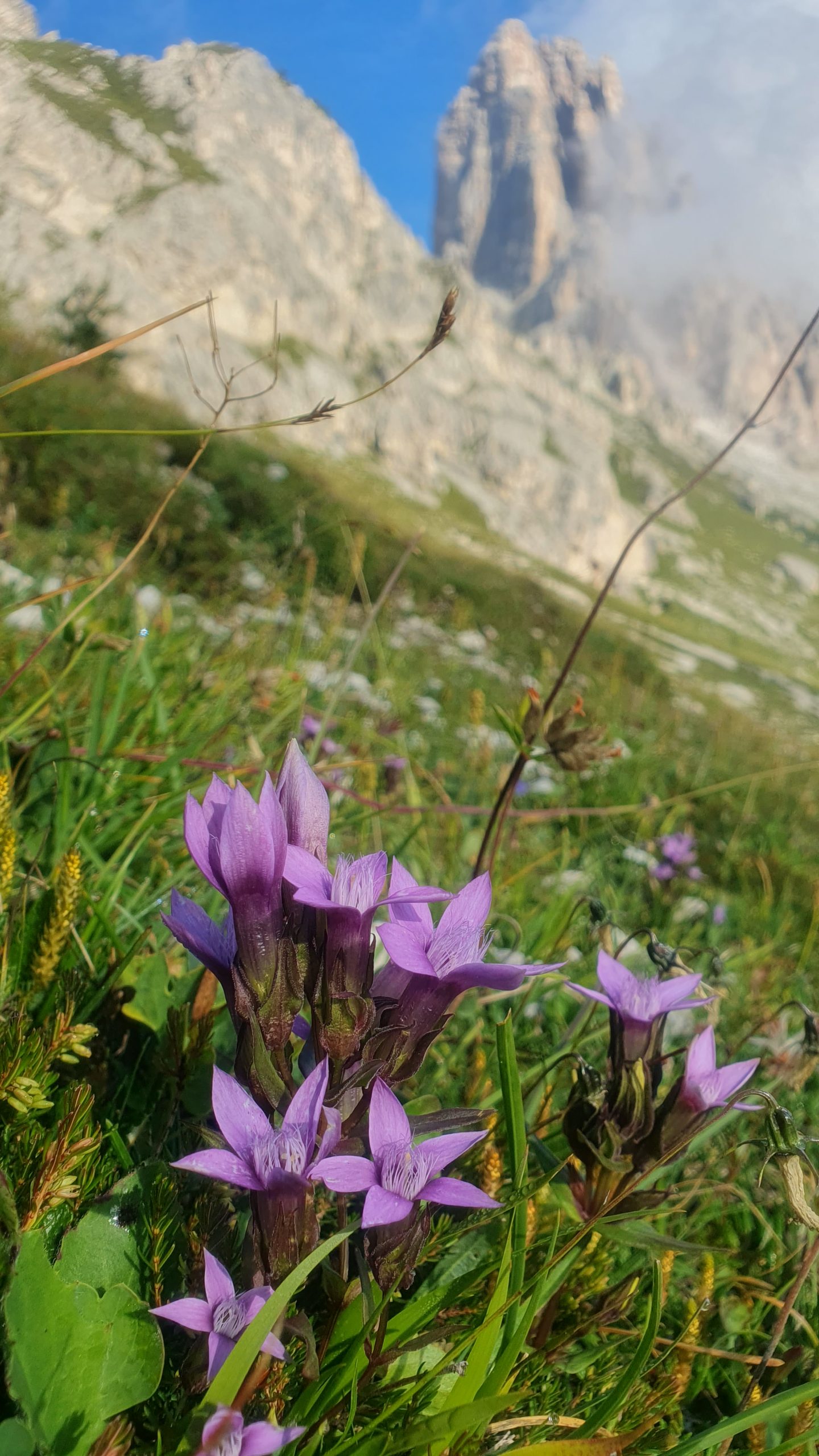 Autumn gentian flowering in the Dolomites on the Alta Via 1 trekking path
