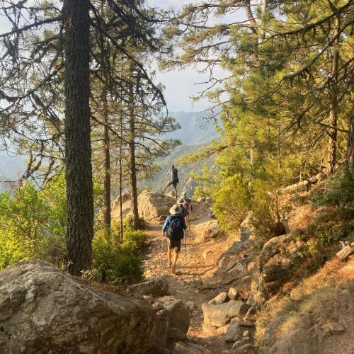 hiker in the forest at sunset
