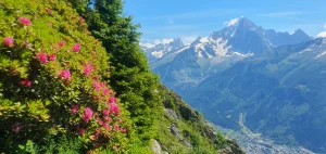 Bright Alpenrose on a sunny day on the tour du mont blanc hiking trail, above chamonix
