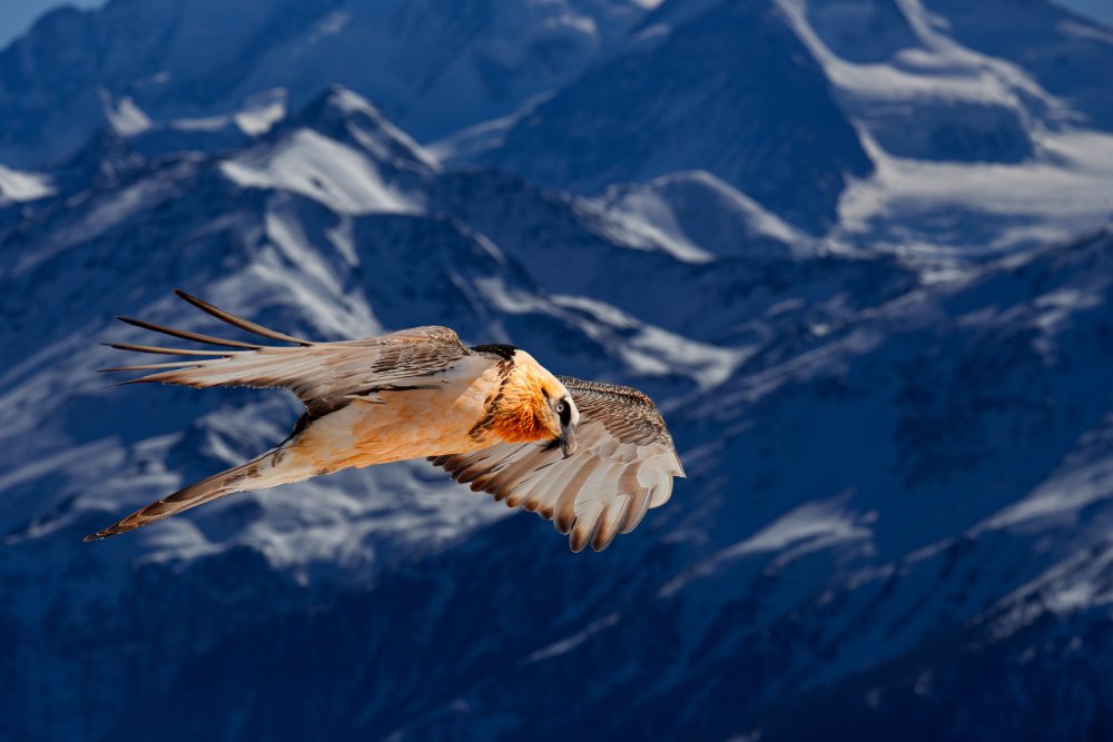 Bearded Vulture or Lammergeier, Gypaetus barbatus, flying bird above rock mountain. Rare mountain bird, fly with snow, animal in stone habitat, Valais, Switzerland. Bearded Vulture-Eagle in flight. Traversée des Fiz au village du Tour, avec Florian FIQUET