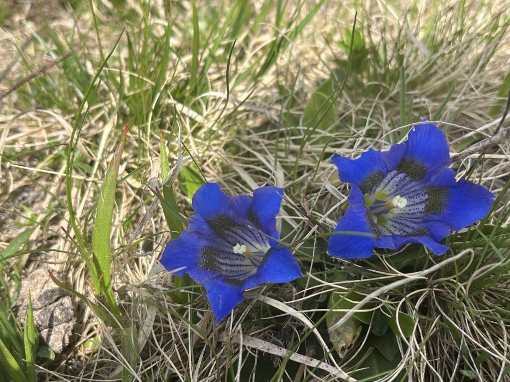Gentian on TMB May 26