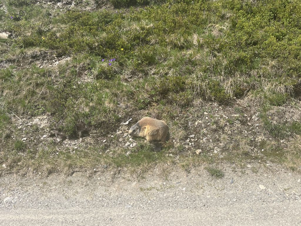 Marmot TMB Conditions May 26