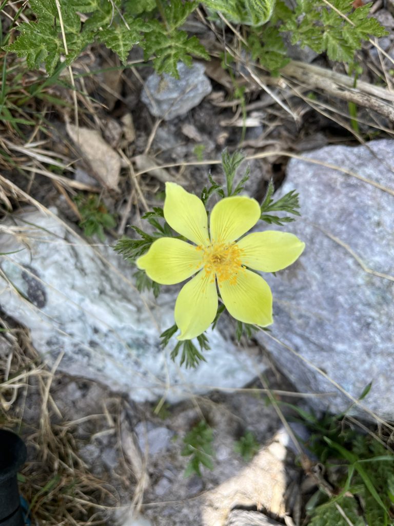 Pasqueflower on TMB