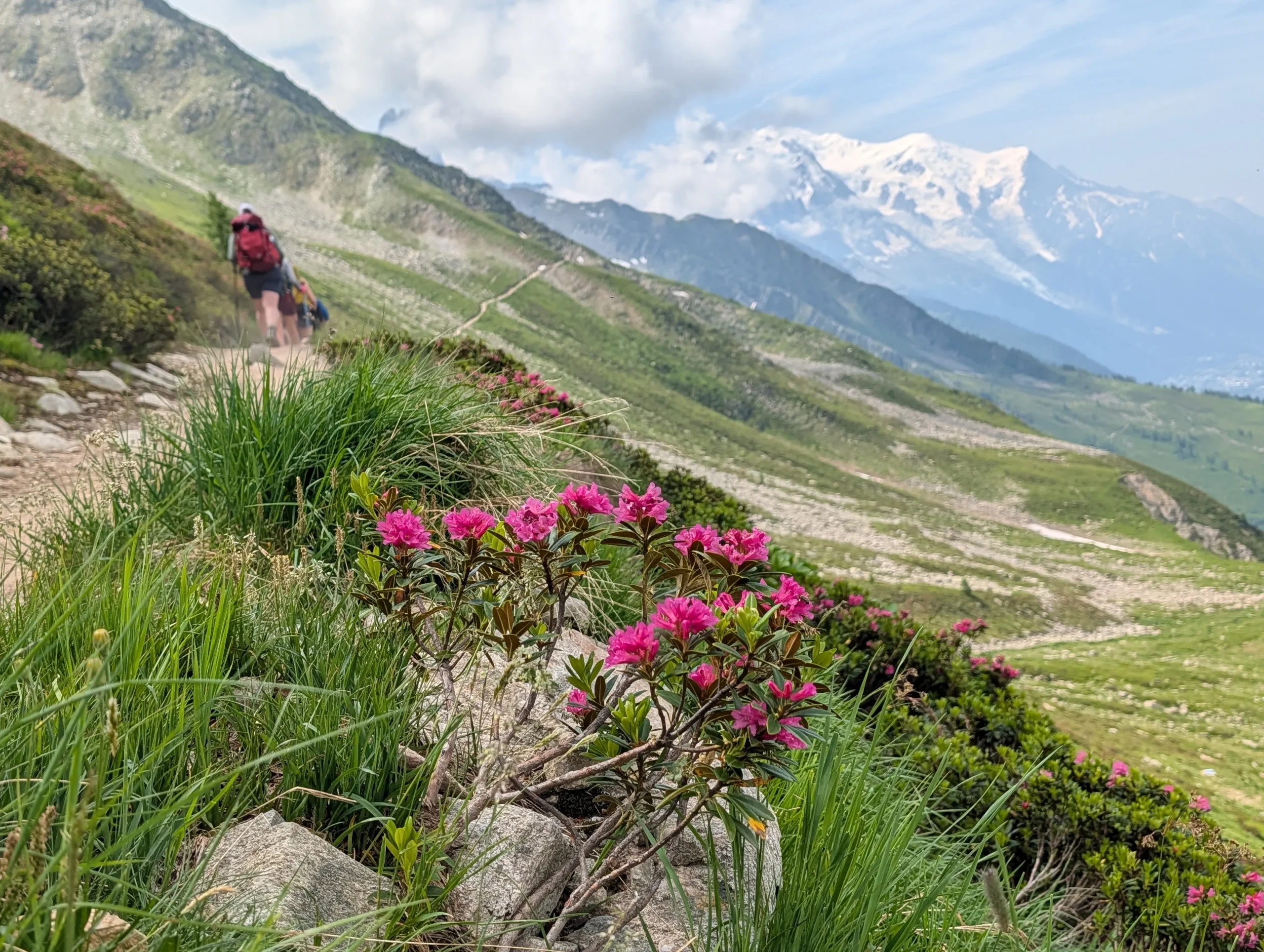 Bright flowers of Rhododendron ferrugineum next to some hikers on the TMB with Mont Blanc snow capped mountain in the background