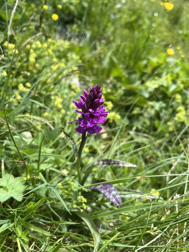 Spotted orchid