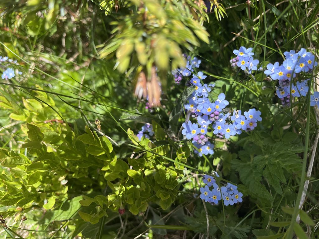 TMB flowers